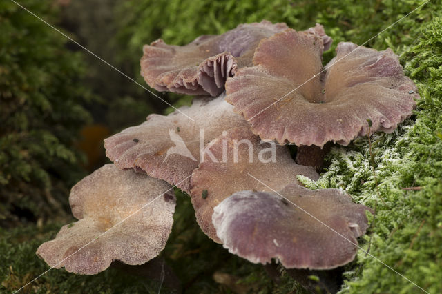 Amethyst Deceiver (Laccaria amethystina)