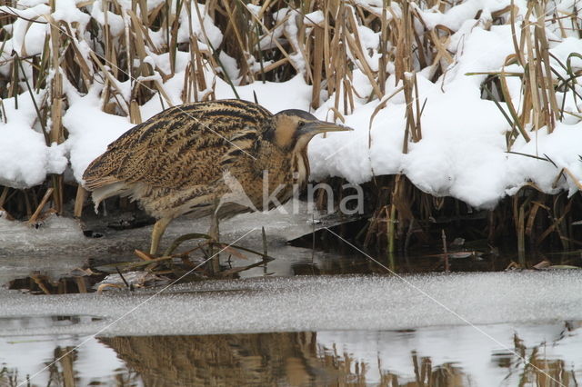 Bittern (Botaurus stellaris)