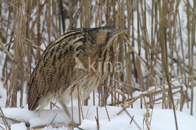 Roerdomp (Botaurus stellaris)