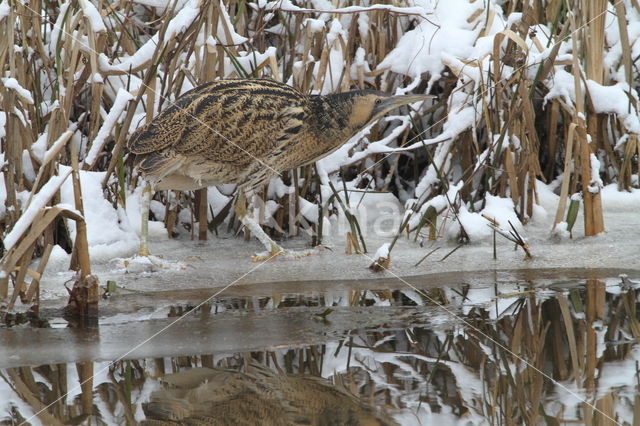 Bittern (Botaurus stellaris)