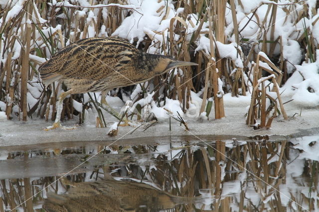 Bittern (Botaurus stellaris)