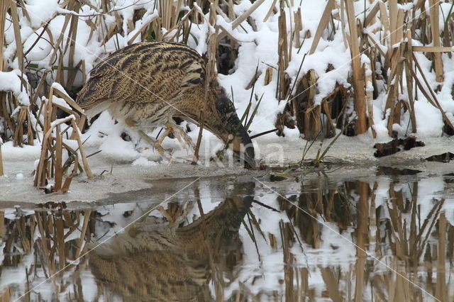 Bittern (Botaurus stellaris)