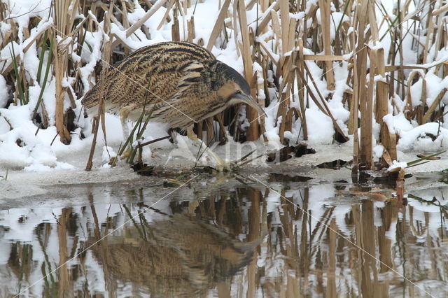 Bittern (Botaurus stellaris)