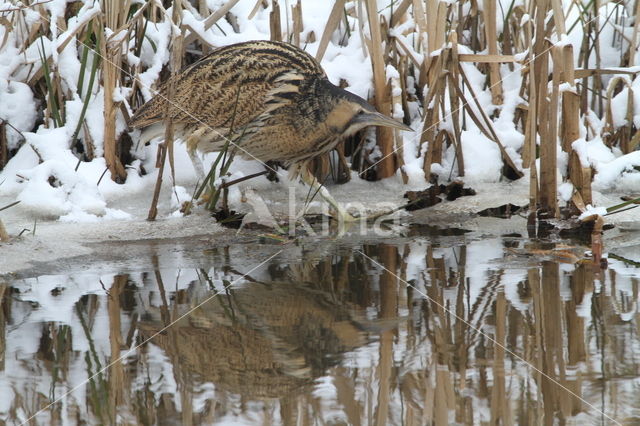 Bittern (Botaurus stellaris)