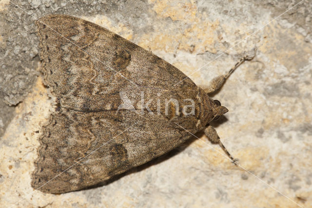 Rood weeskind (Catocala nupta)
