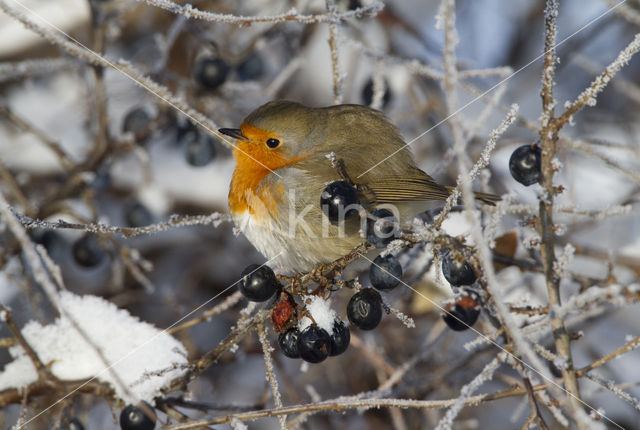 European Robin (Erithacus rubecula)