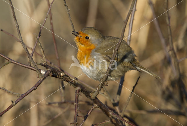 European Robin (Erithacus rubecula)