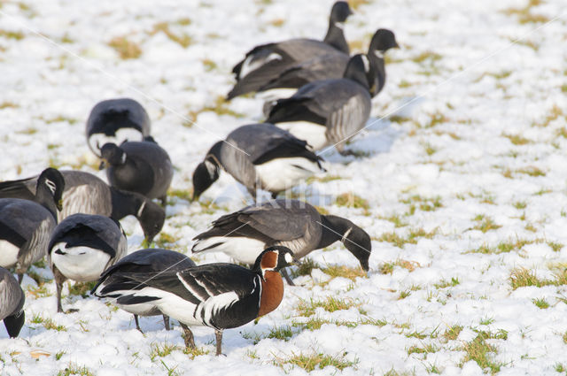 Roodhalsgans (Branta ruficollis)