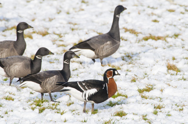 Roodhalsgans (Branta ruficollis)