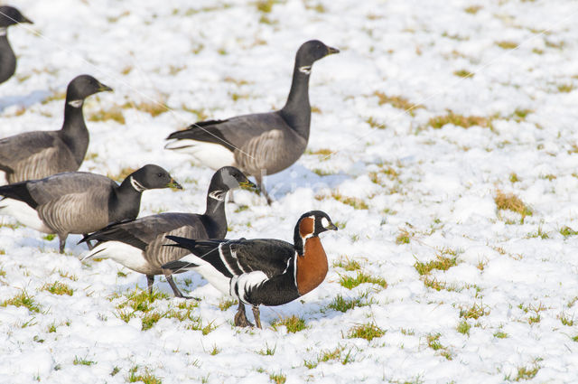 Roodhalsgans (Branta ruficollis)