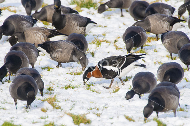 Roodhalsgans (Branta ruficollis)