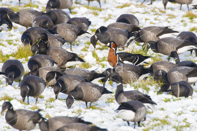 Roodhalsgans (Branta ruficollis)