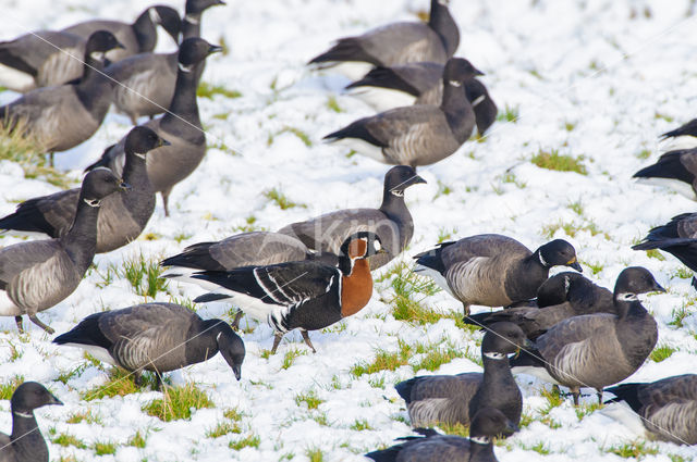 Roodhalsgans (Branta ruficollis)