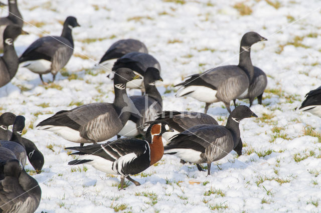 Roodhalsgans (Branta ruficollis)