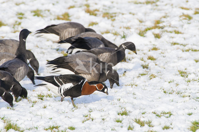 Roodhalsgans (Branta ruficollis)