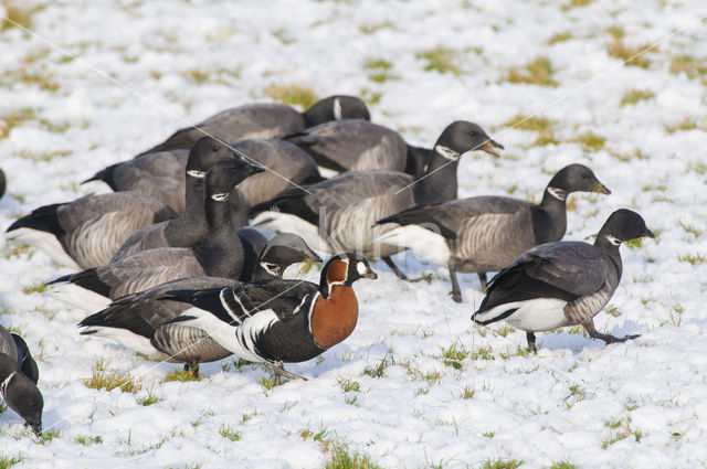 Roodhalsgans (Branta ruficollis)