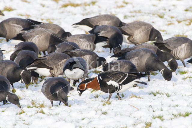 Roodhalsgans (Branta ruficollis)