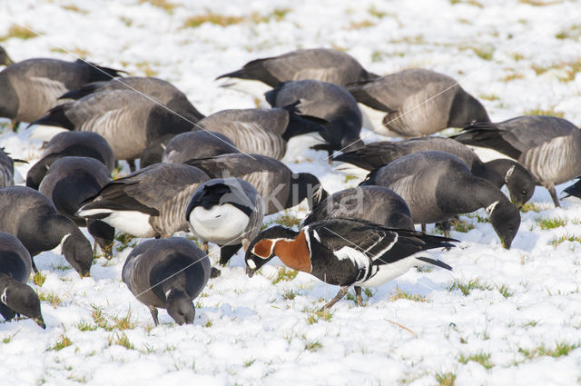 Roodhalsgans (Branta ruficollis)