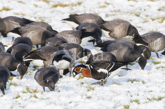 Roodhalsgans (Branta ruficollis)