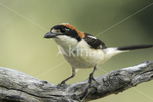 Woodchat Shrike (Lanius senator)