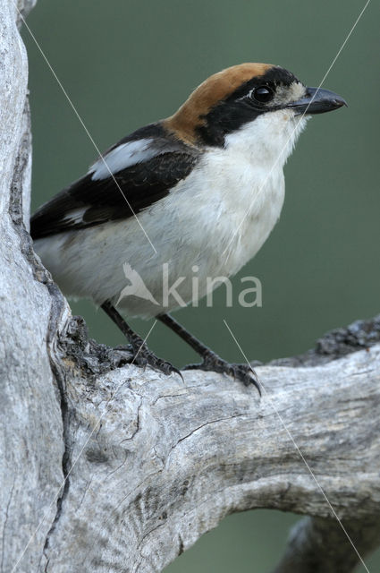 Woodchat Shrike (Lanius senator)