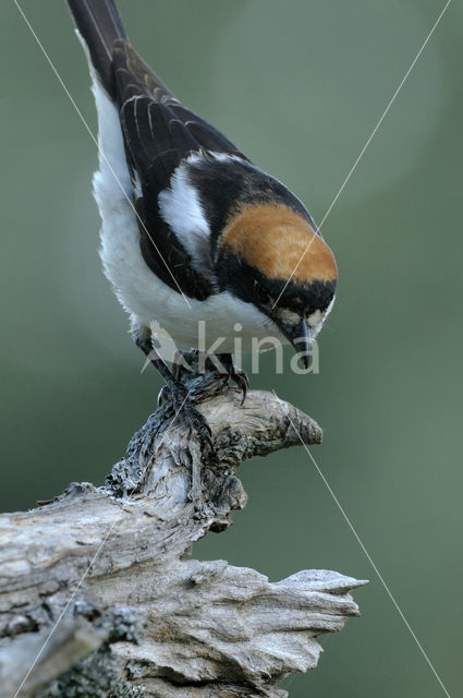 Woodchat Shrike (Lanius senator)