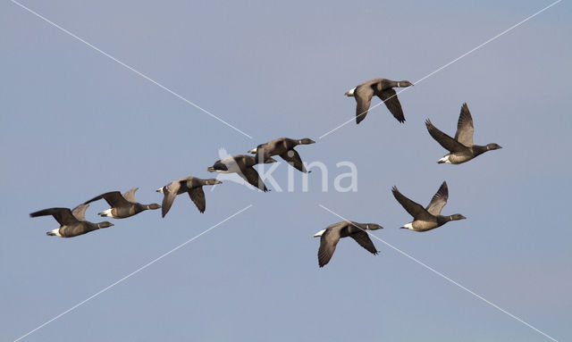 Rotgans (Branta bernicla)