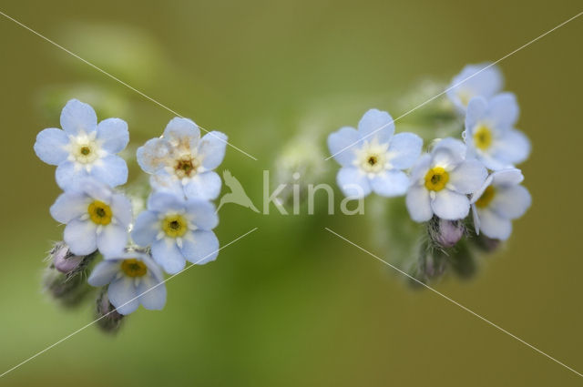 Early Forget-me-not (Myosotis ramosissima)