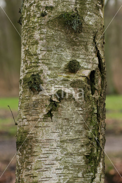 Silver Birch (Betula pendula)