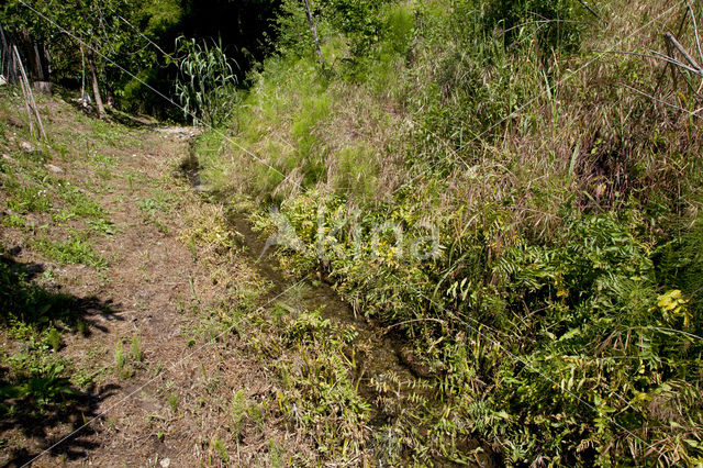 Caliaeschna microstigma