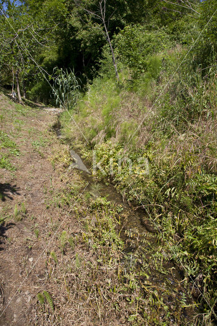 Caliaeschna microstigma
