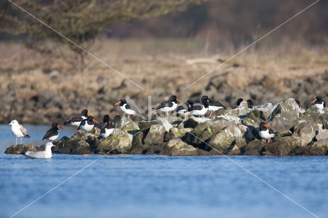 Oystercatcher (Haematopus ostralegus)