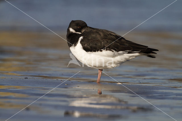 Scholekster (Haematopus ostralegus)