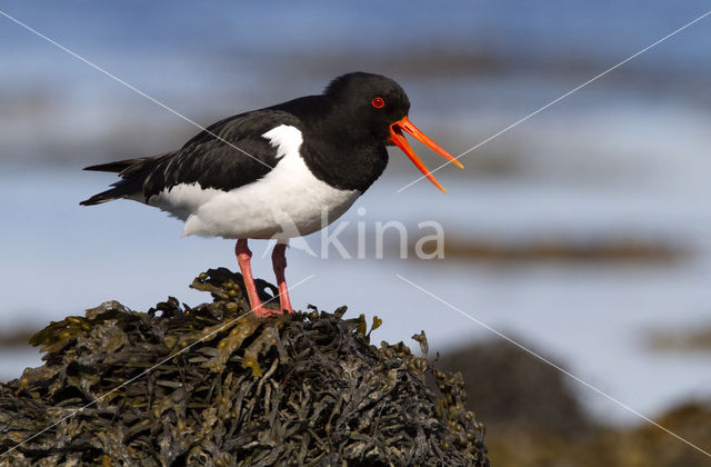 Scholekster (Haematopus ostralegus)