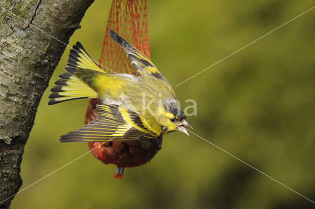 Sijs (Carduelis spinus)