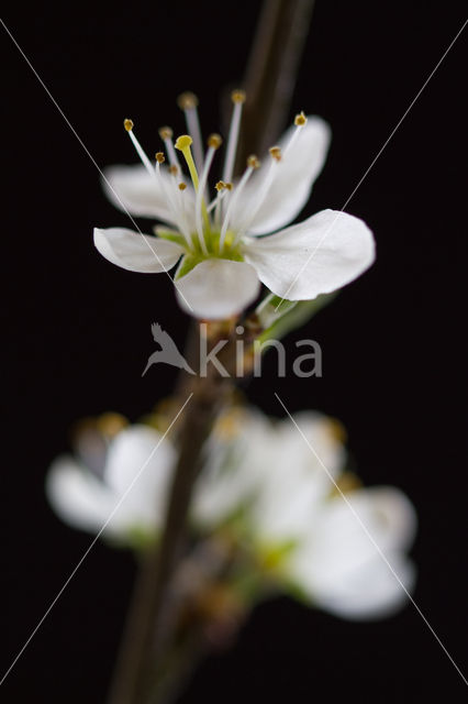 Sleedoorn (Prunus spinosa)