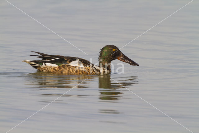 Northern Shoveler (Anas clypeata)