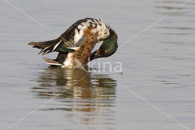 Northern Shoveler (Anas clypeata)