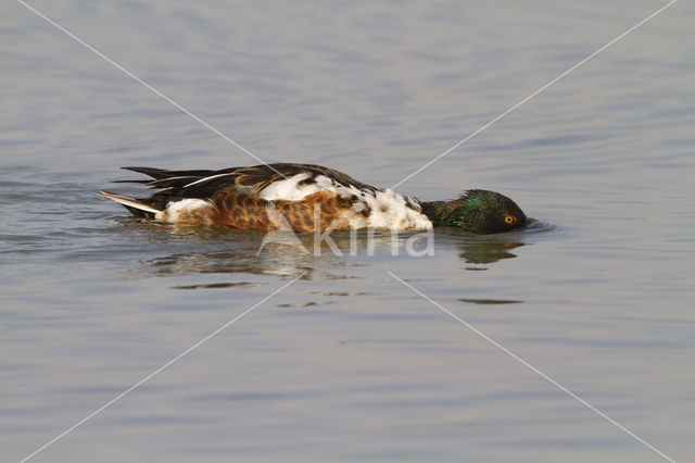 Northern Shoveler (Anas clypeata)