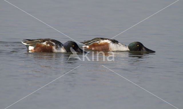 Northern Shoveler (Anas clypeata)