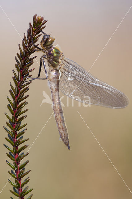 Downy Emerald (Cordulia aenea)