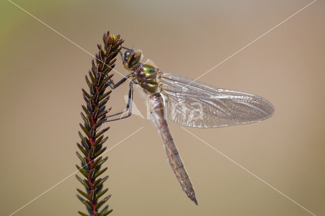 Smaragdlibel (Cordulia aenea)