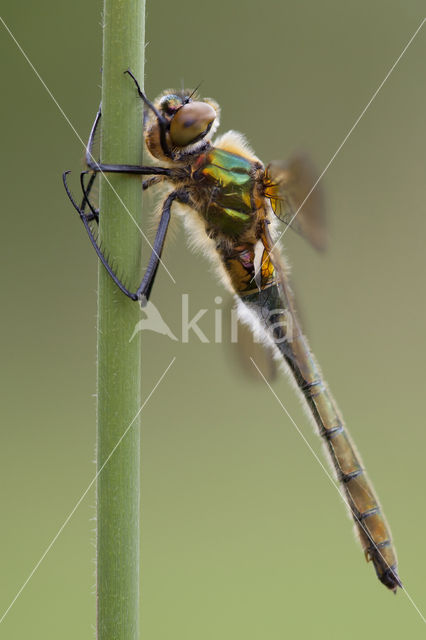 Downy Emerald (Cordulia aenea)