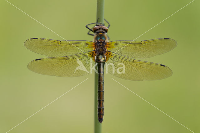 Downy Emerald (Cordulia aenea)