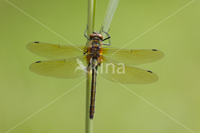 Downy Emerald (Cordulia aenea)