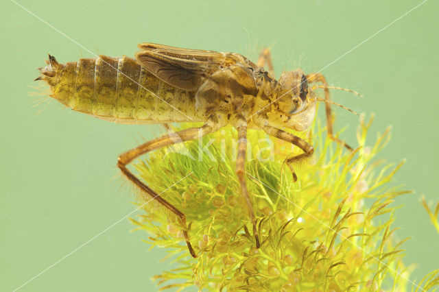 Downy Emerald (Cordulia aenea)