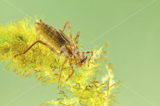 Smaragdlibel (Cordulia aenea)