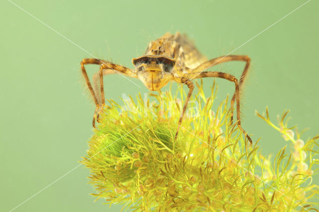 Smaragdlibel (Cordulia aenea)