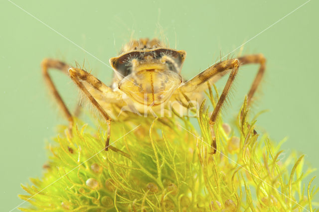 Smaragdlibel (Cordulia aenea)