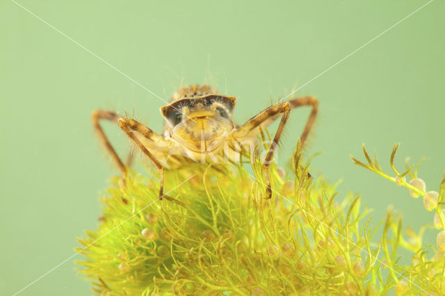 Downy Emerald (Cordulia aenea)